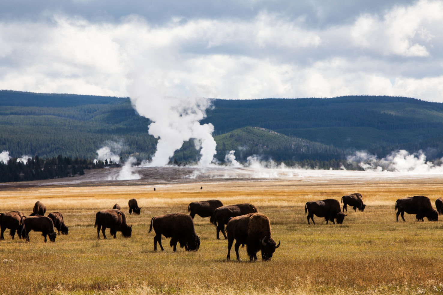 Yellowstone