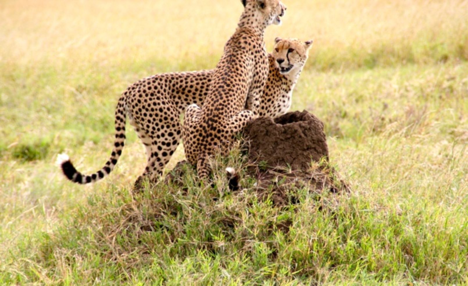 Cheetahs in Tanzania