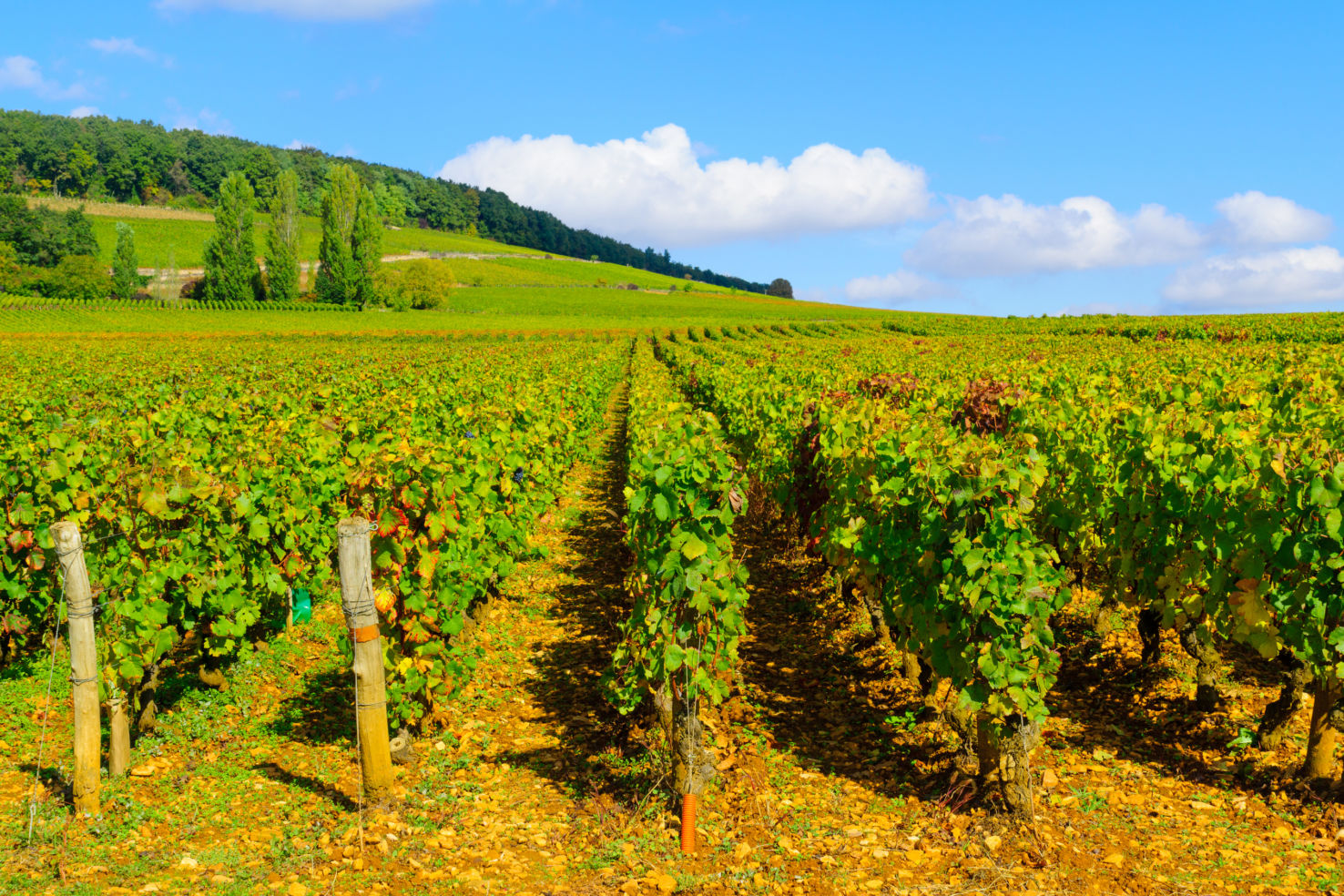 Vineyards on Route des Grands Crus