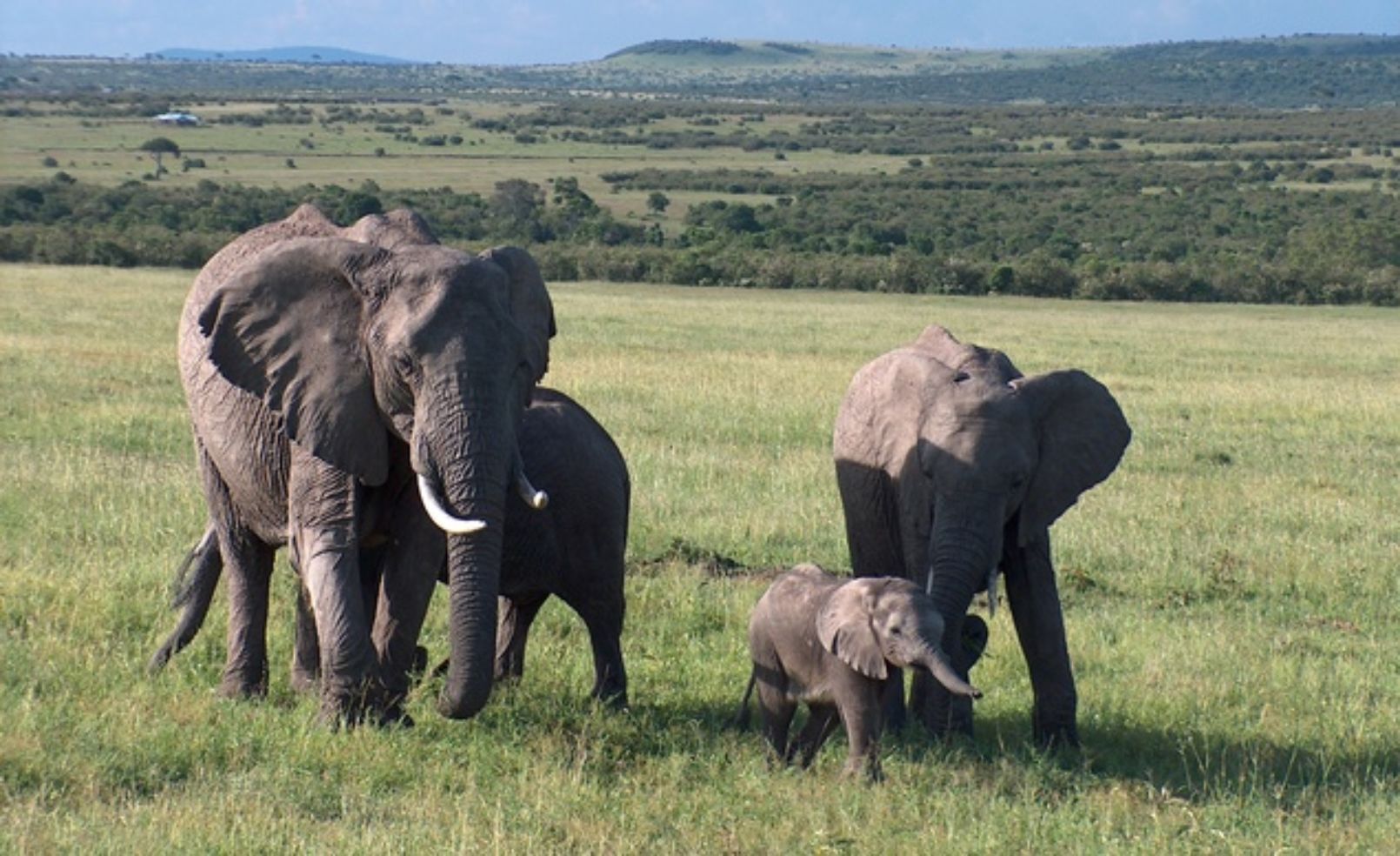 Elephants in Kenya