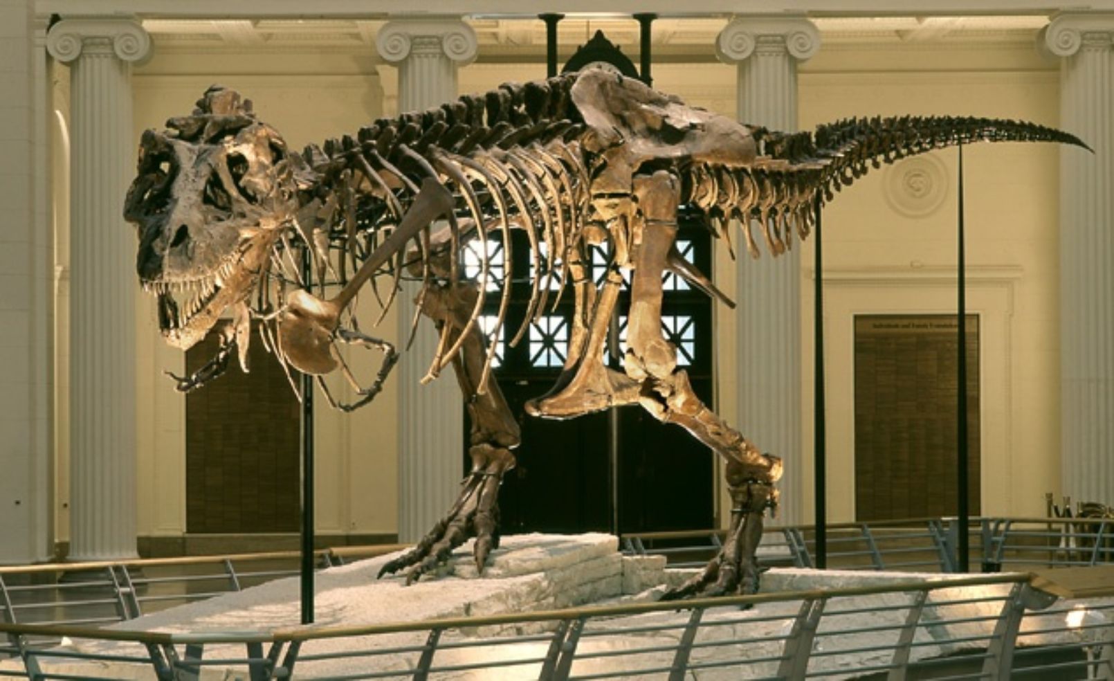 Sue the dinosaur at the Field Museum in Chicago