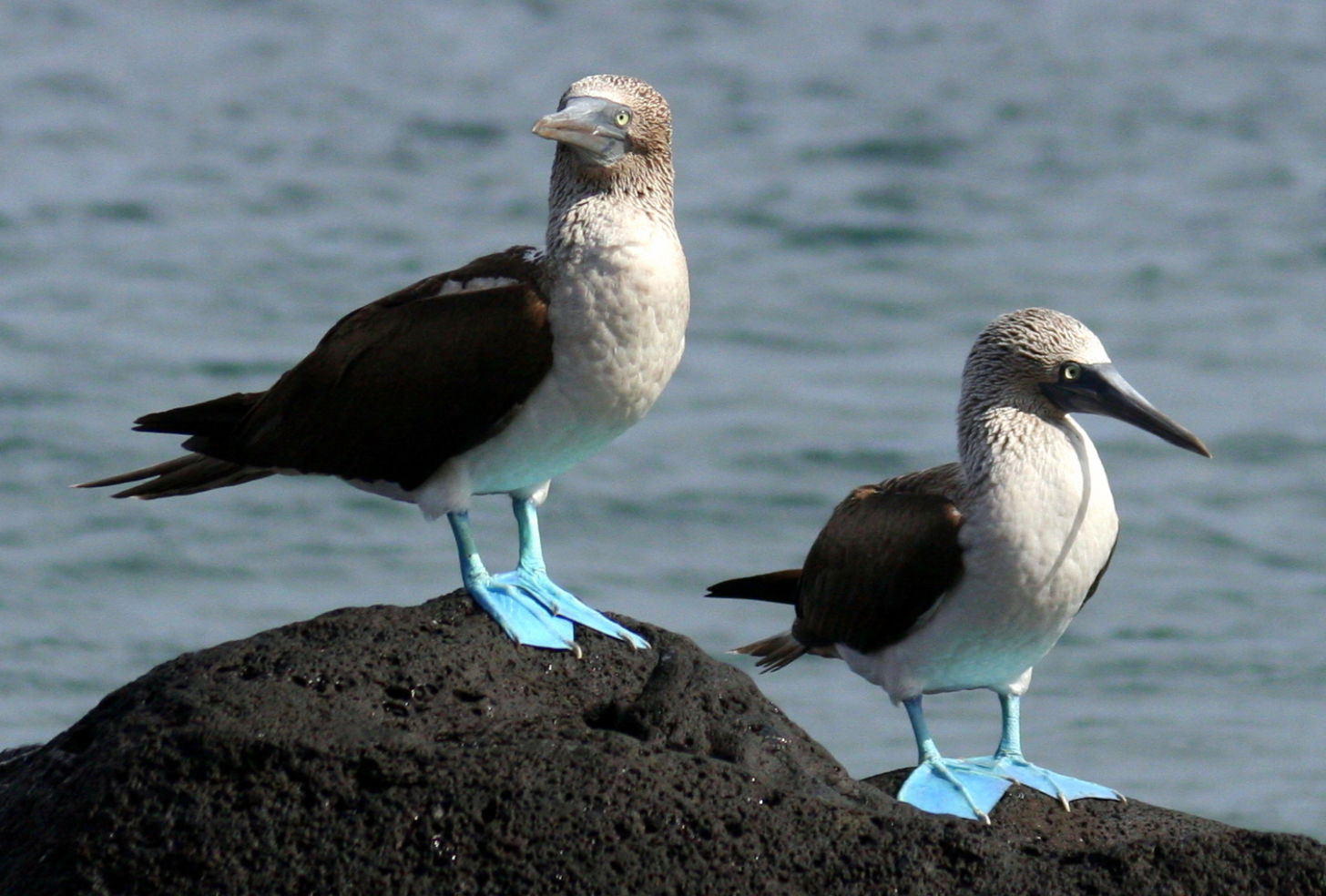 Galápagos Islands