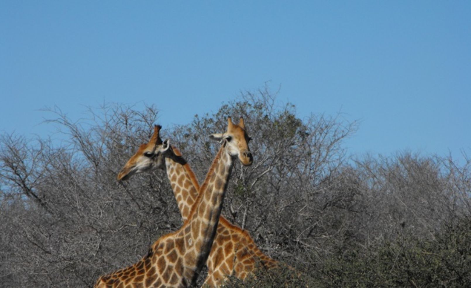 Giraffes in Kruger National Park