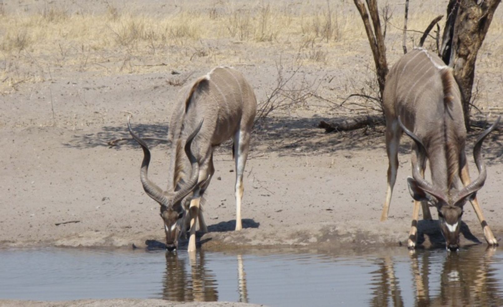 Kudus in Botswana