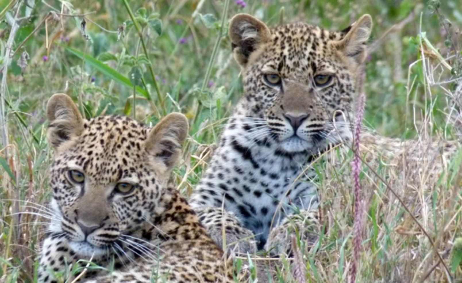 Leopards in the grass