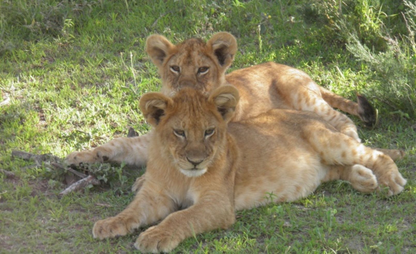 Lion cubs in Tanzania