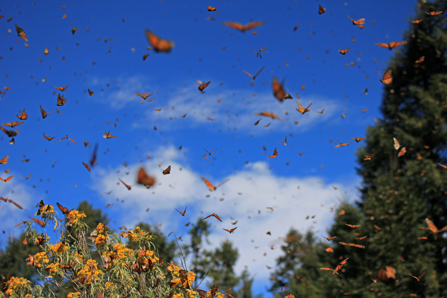 Monarch Butterflies