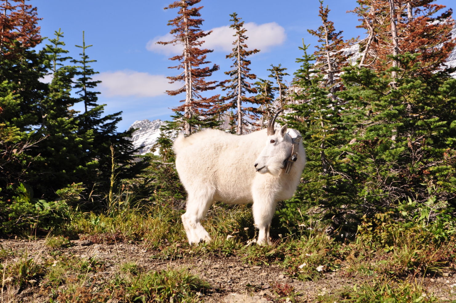Glacier NP