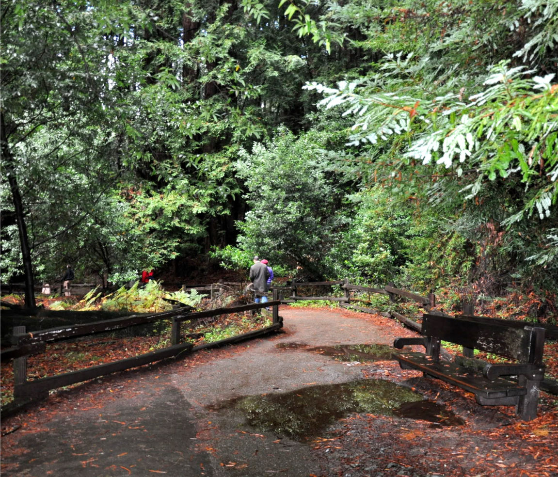 Muir Woods National Monument just outside San Francisco, California