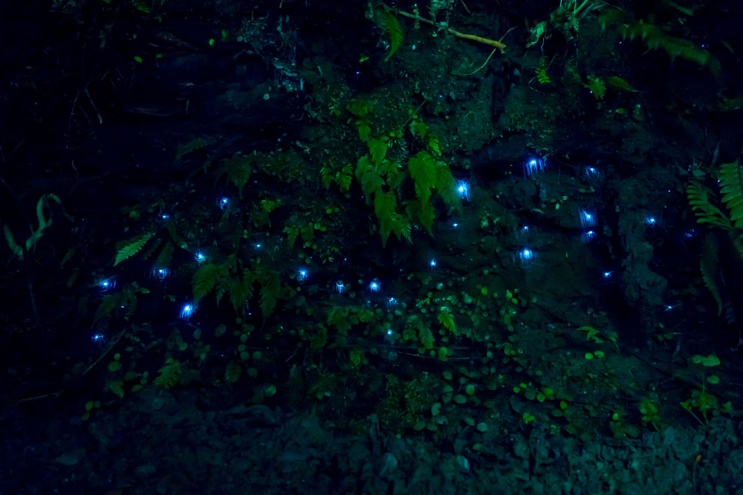 Waitomo cave