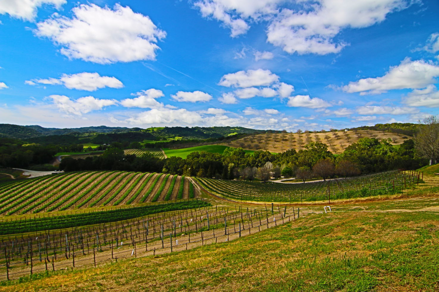 Vineyards in Paso Robles Wine Country