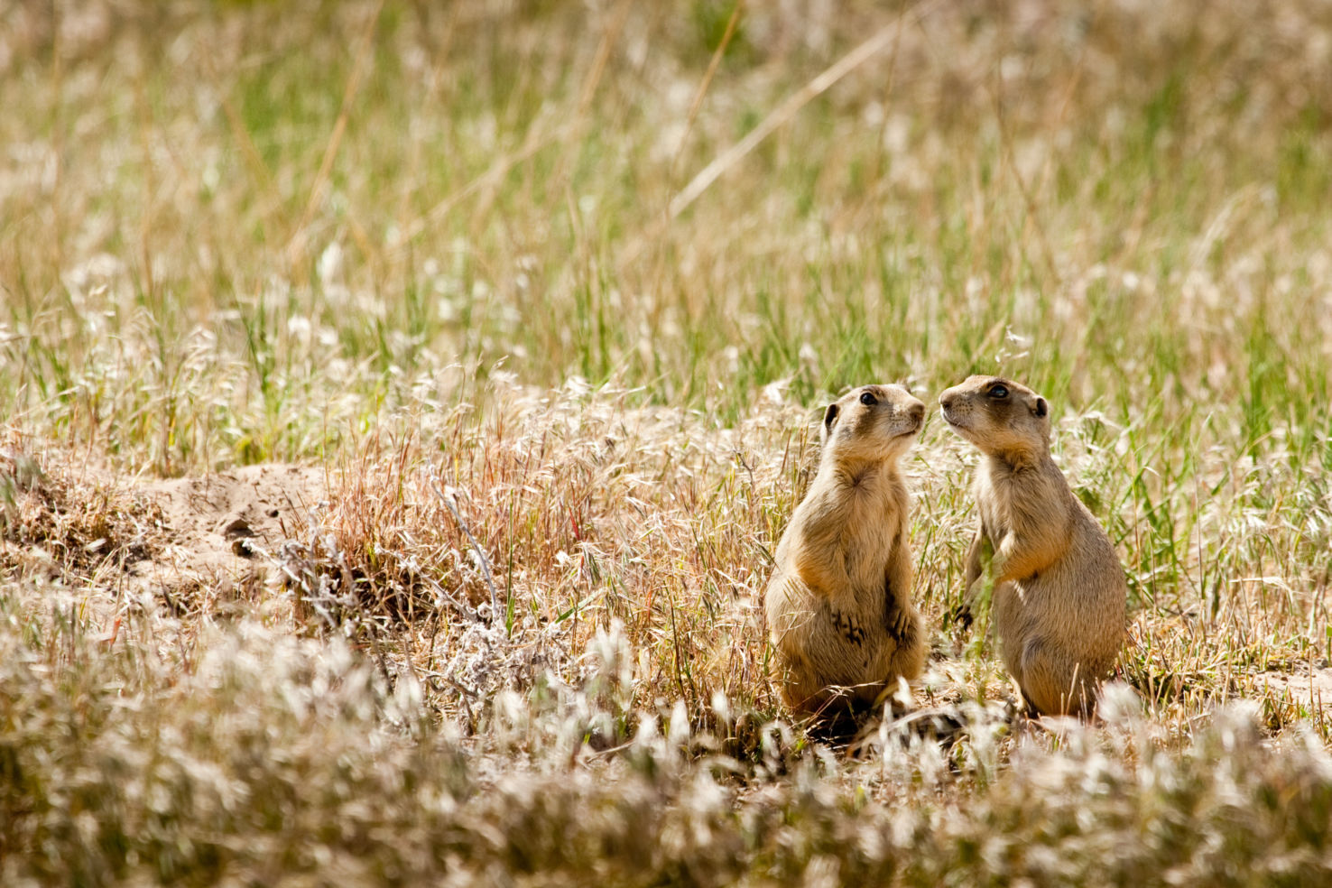 Badlands NP
