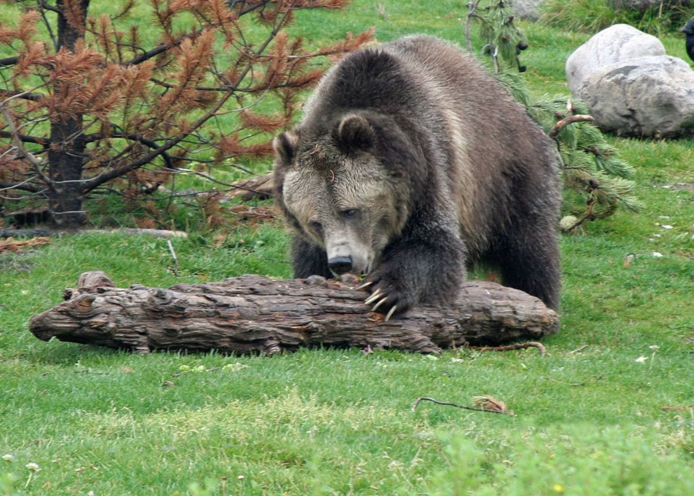 grizzly in the wild