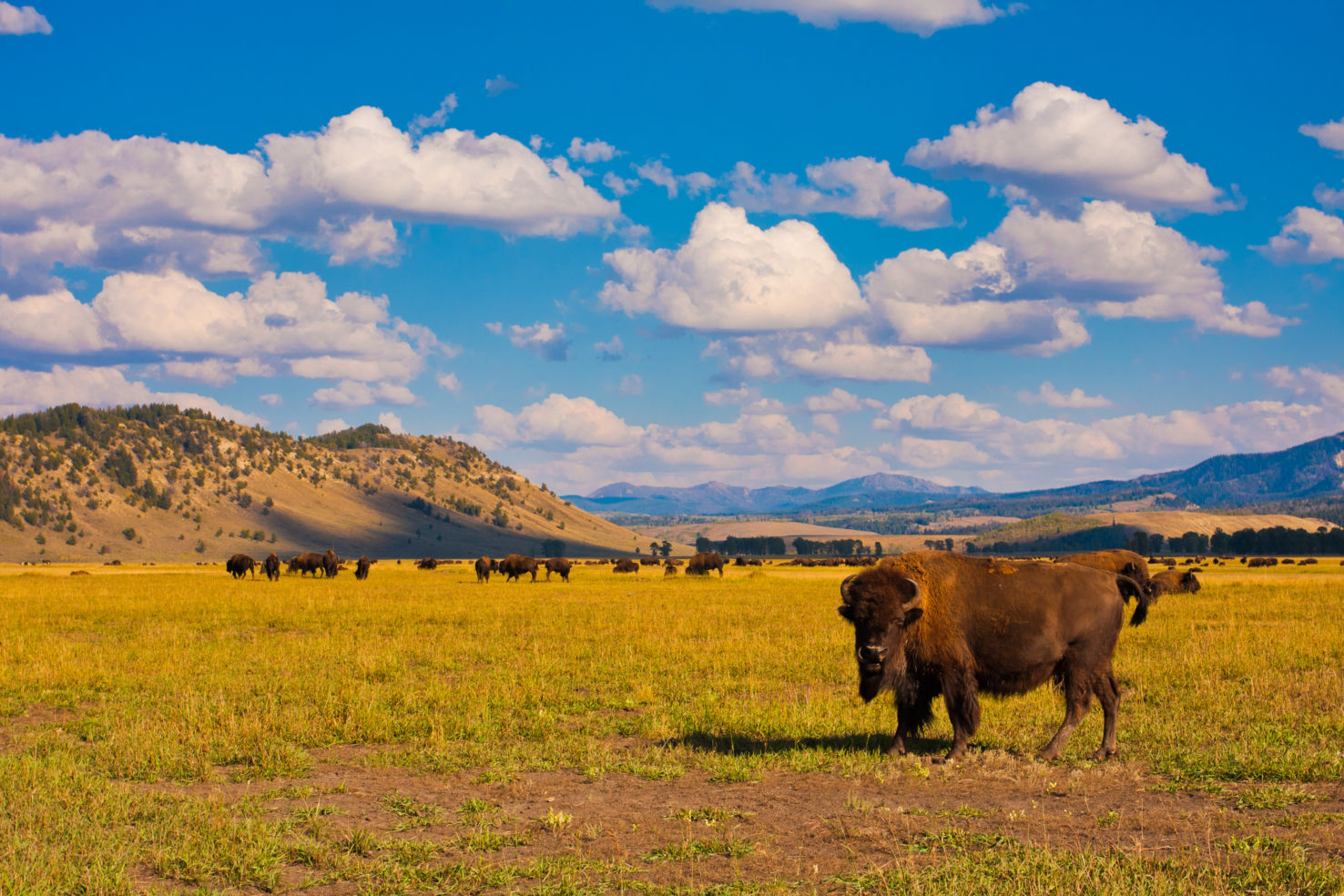 Yellowstone National Park, Wyoming