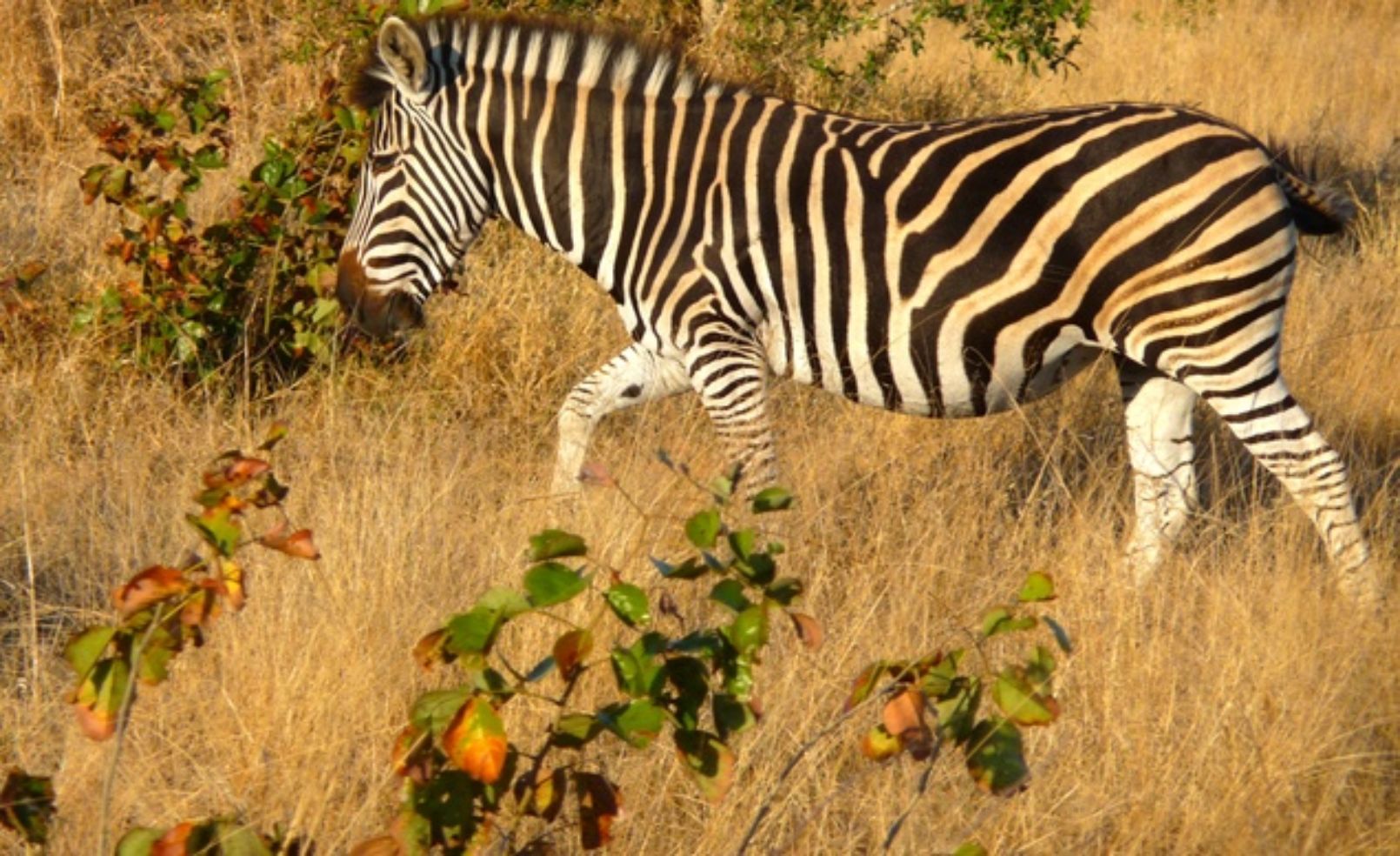 Zebra in Sabi Sand Reserve, South Africa