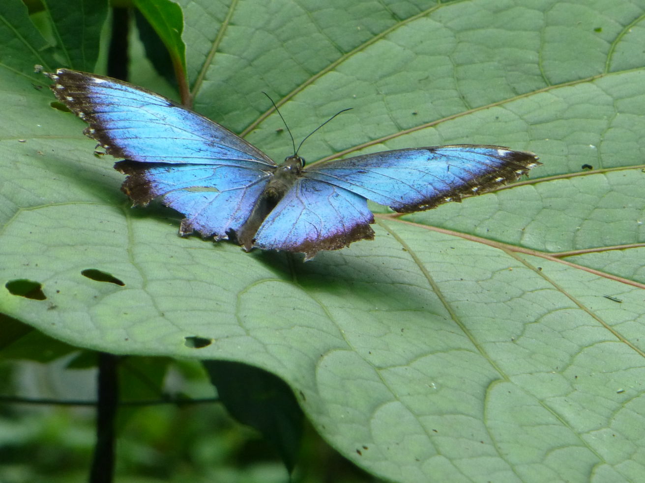 A butterfly near Arenal Volcano