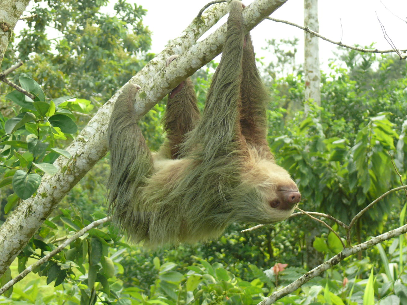 A curious sloth in Costa Rica