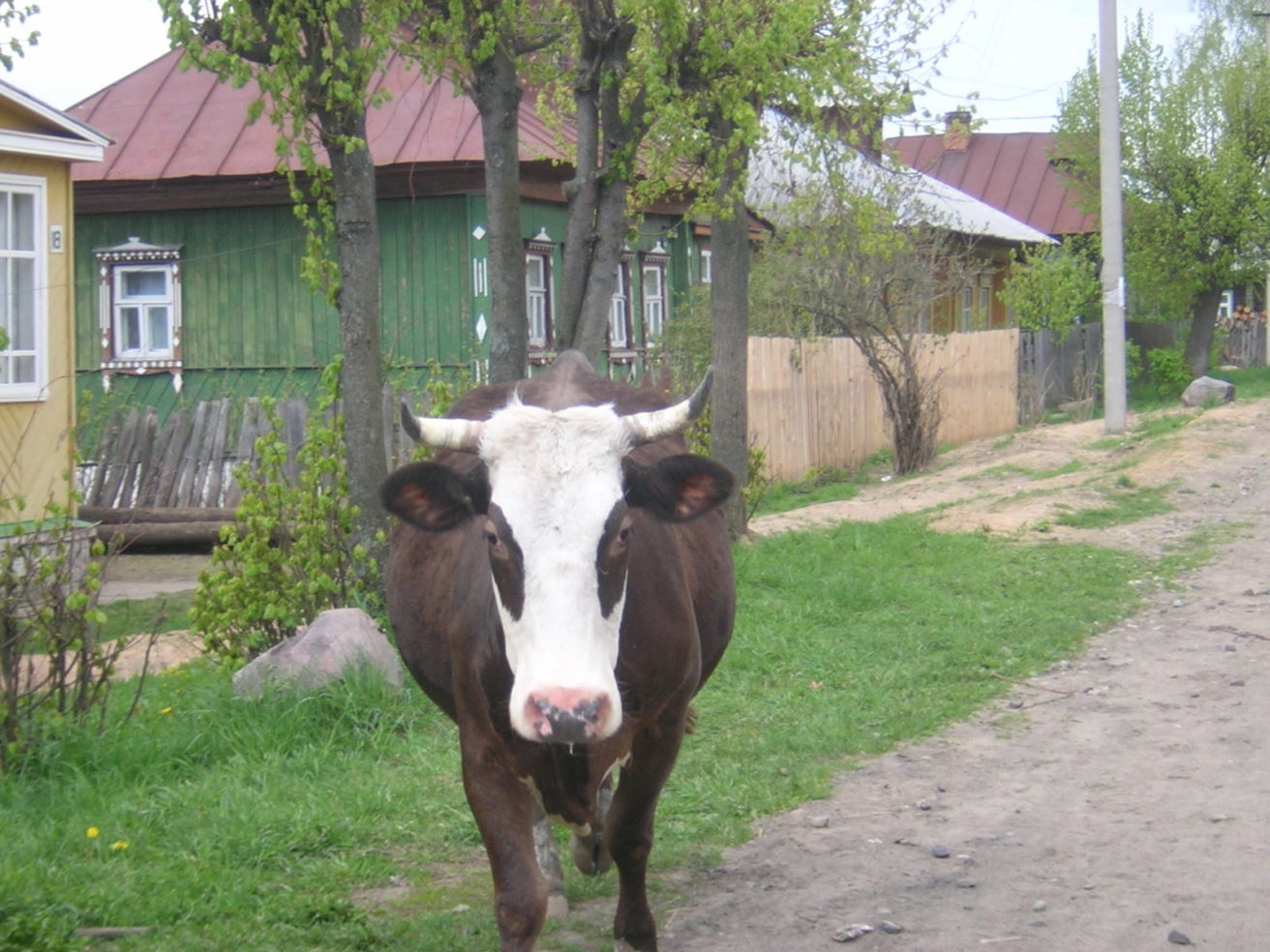 A friendly cow in Russia