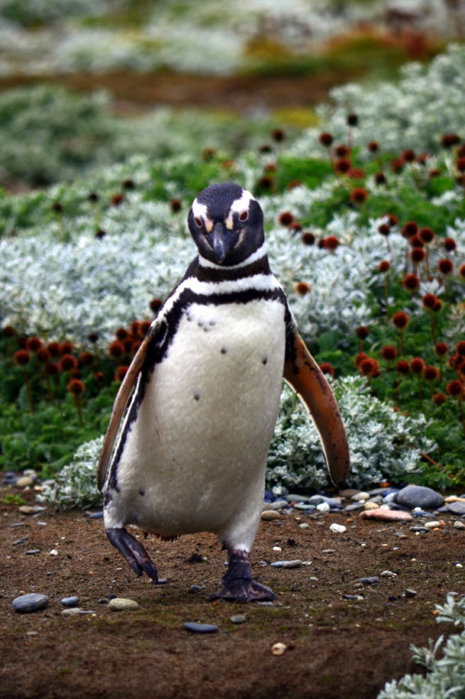 A Magellanic penguin near Punta Arenas, Chile