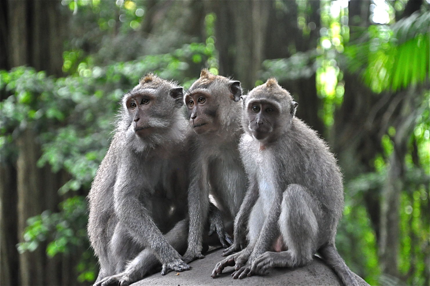 A monkey family portrait in Ubud, Bali