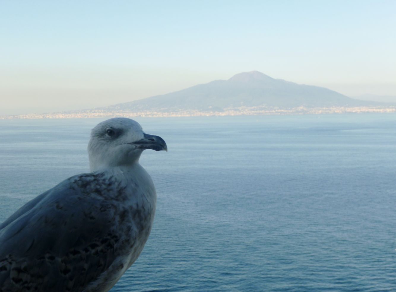 A seagull in Sorrento with Mt. Vesuvius in the background