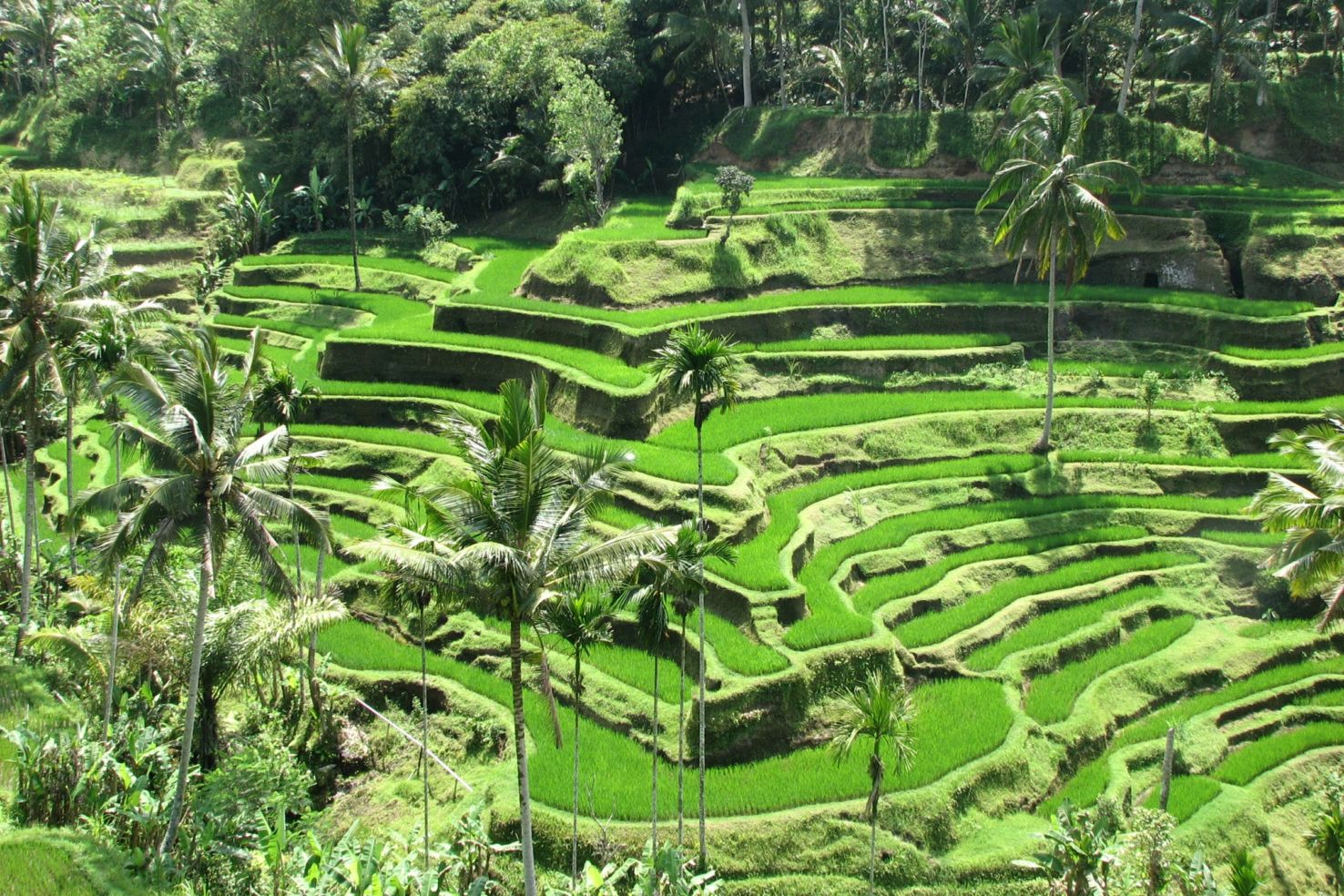 A Terraced Rice Field in Bali