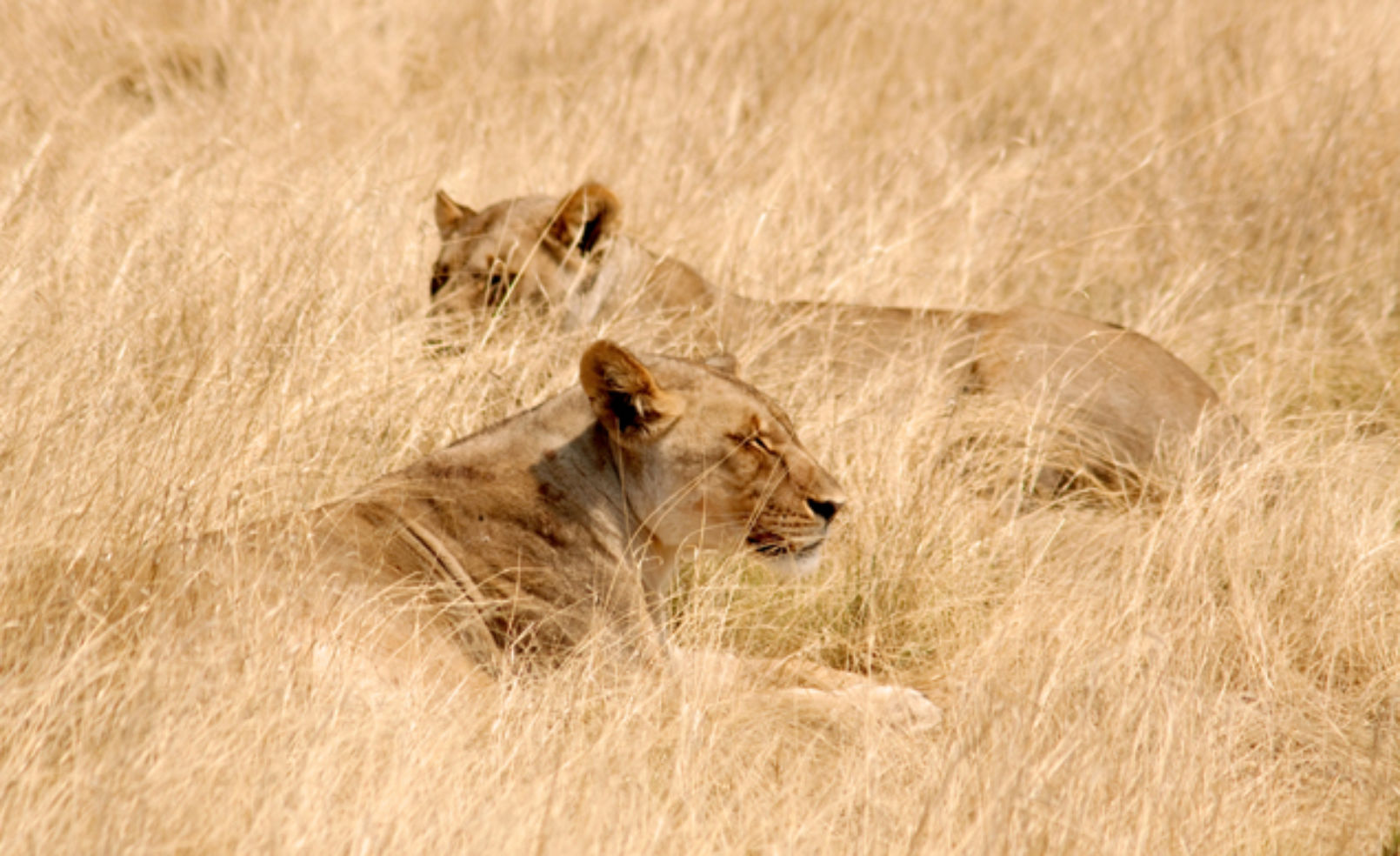 Animals in the Etosha National Park, Namibia