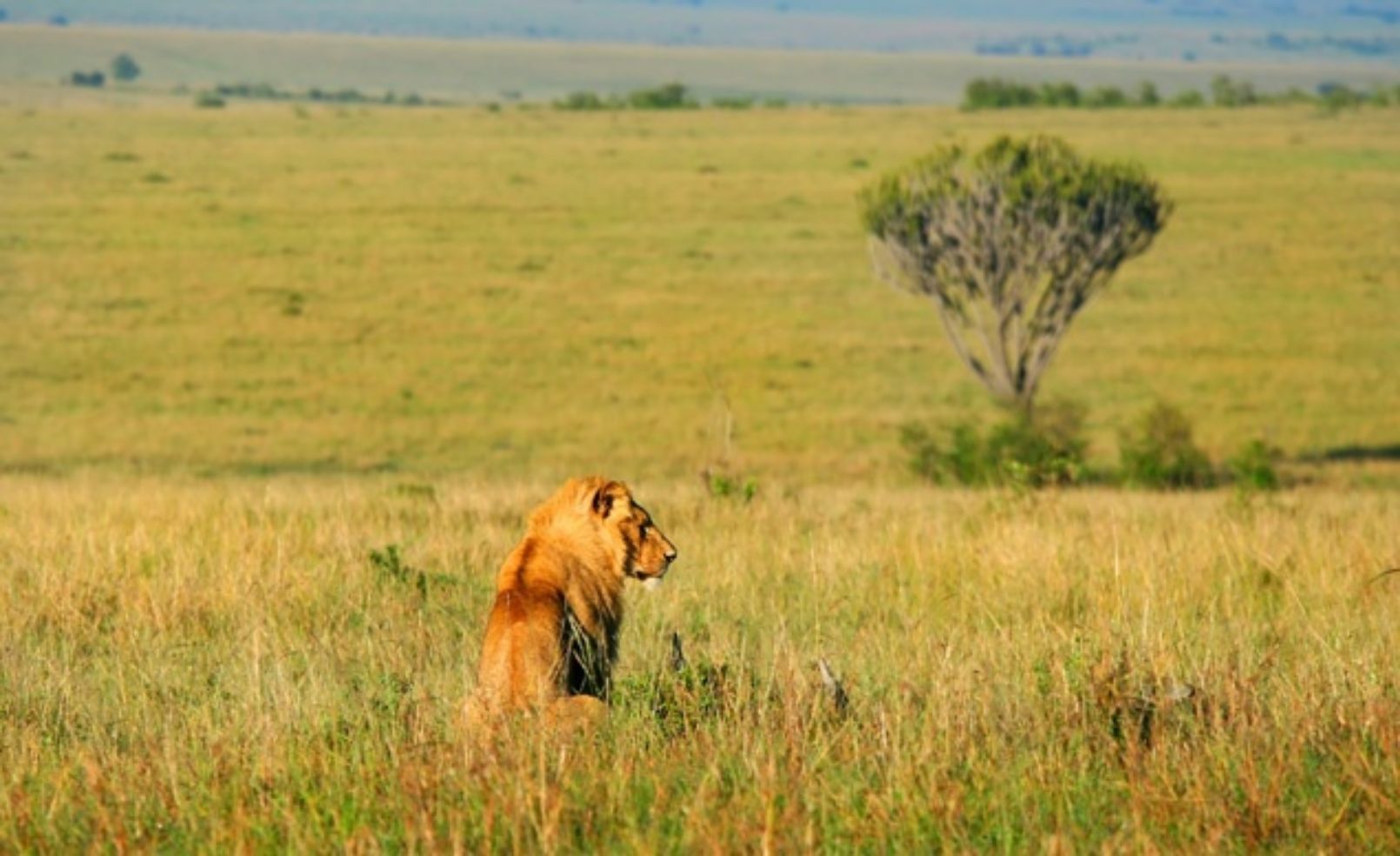 African Lion