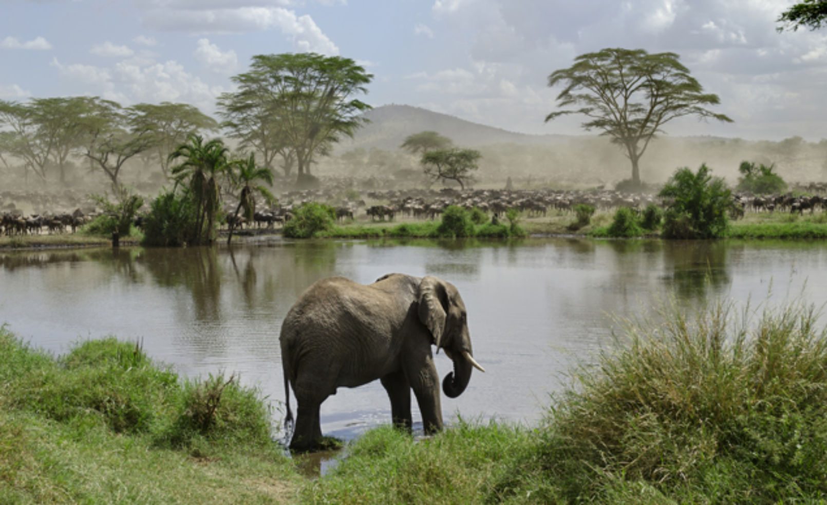 Elephant in river in Serengeti National Park, Tanzania, Africa