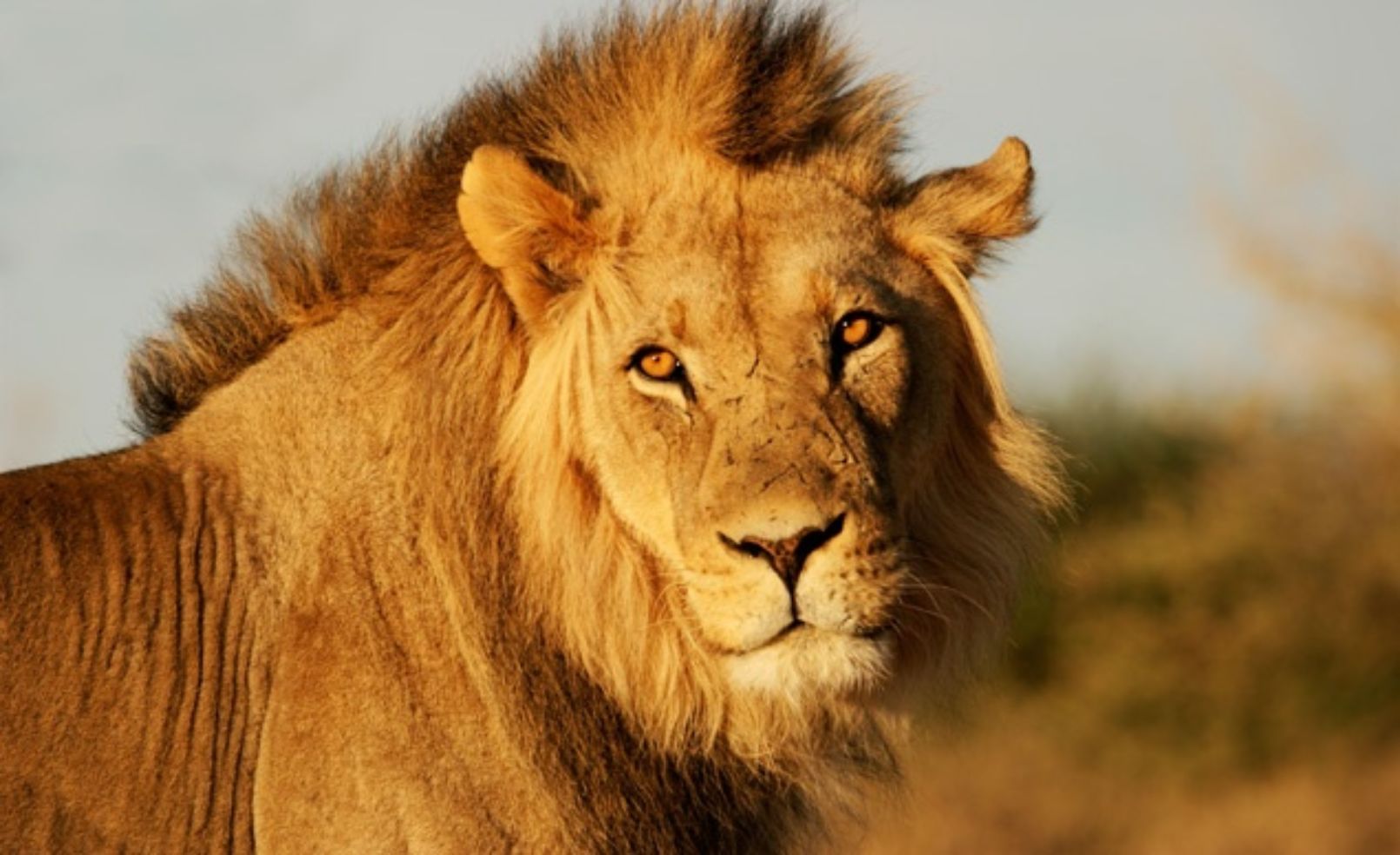 African Lion