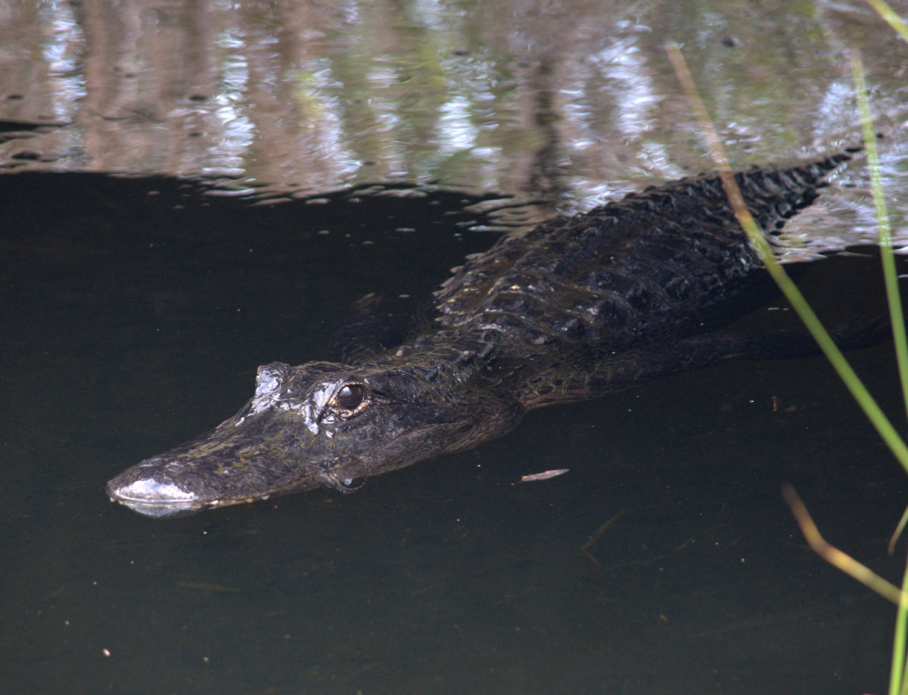 An alligator in the Florida Everglades