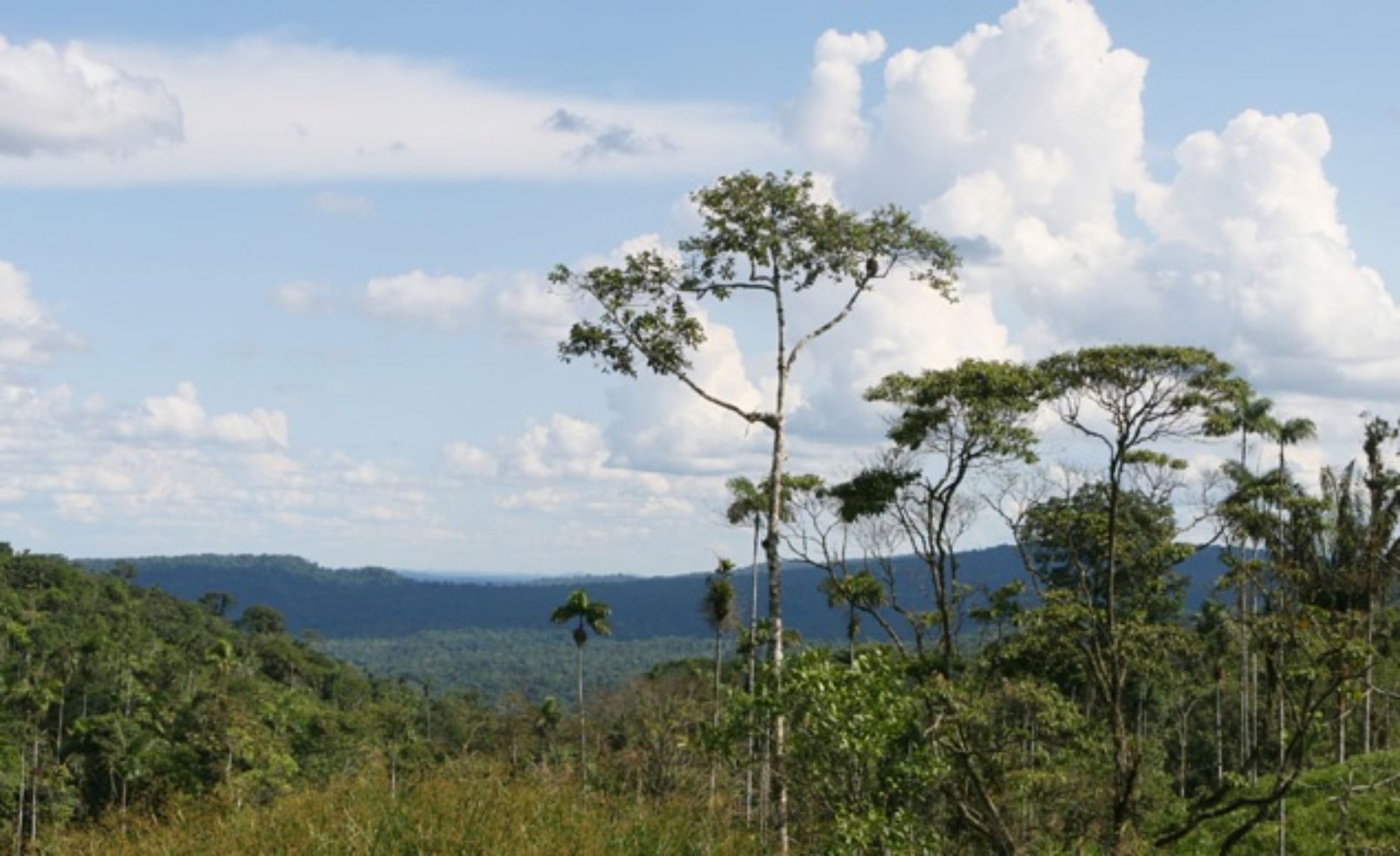 treetops in the amazon