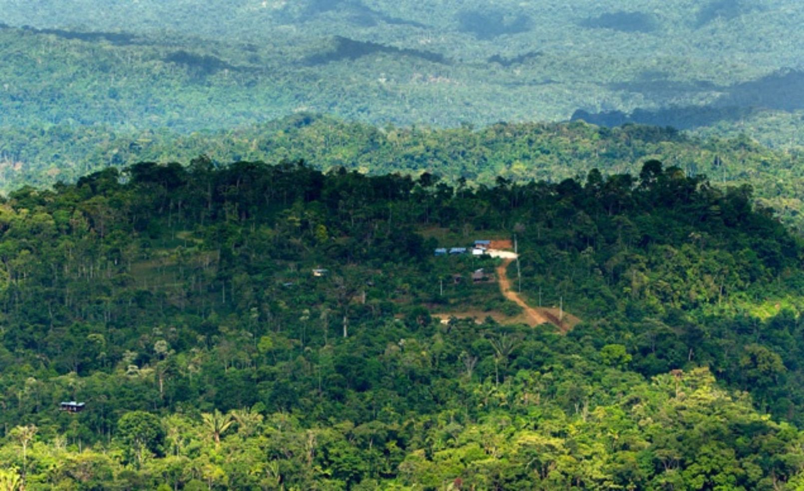 amazon jungle