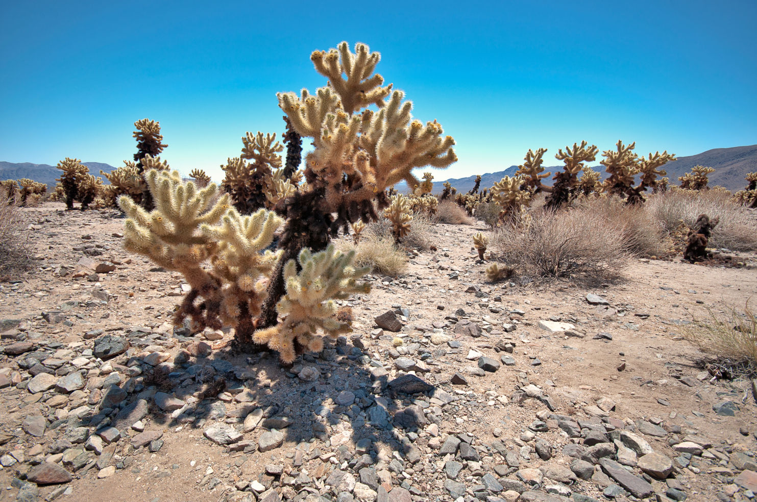 American_Drives_Joshua-Tree_cholla-cactus