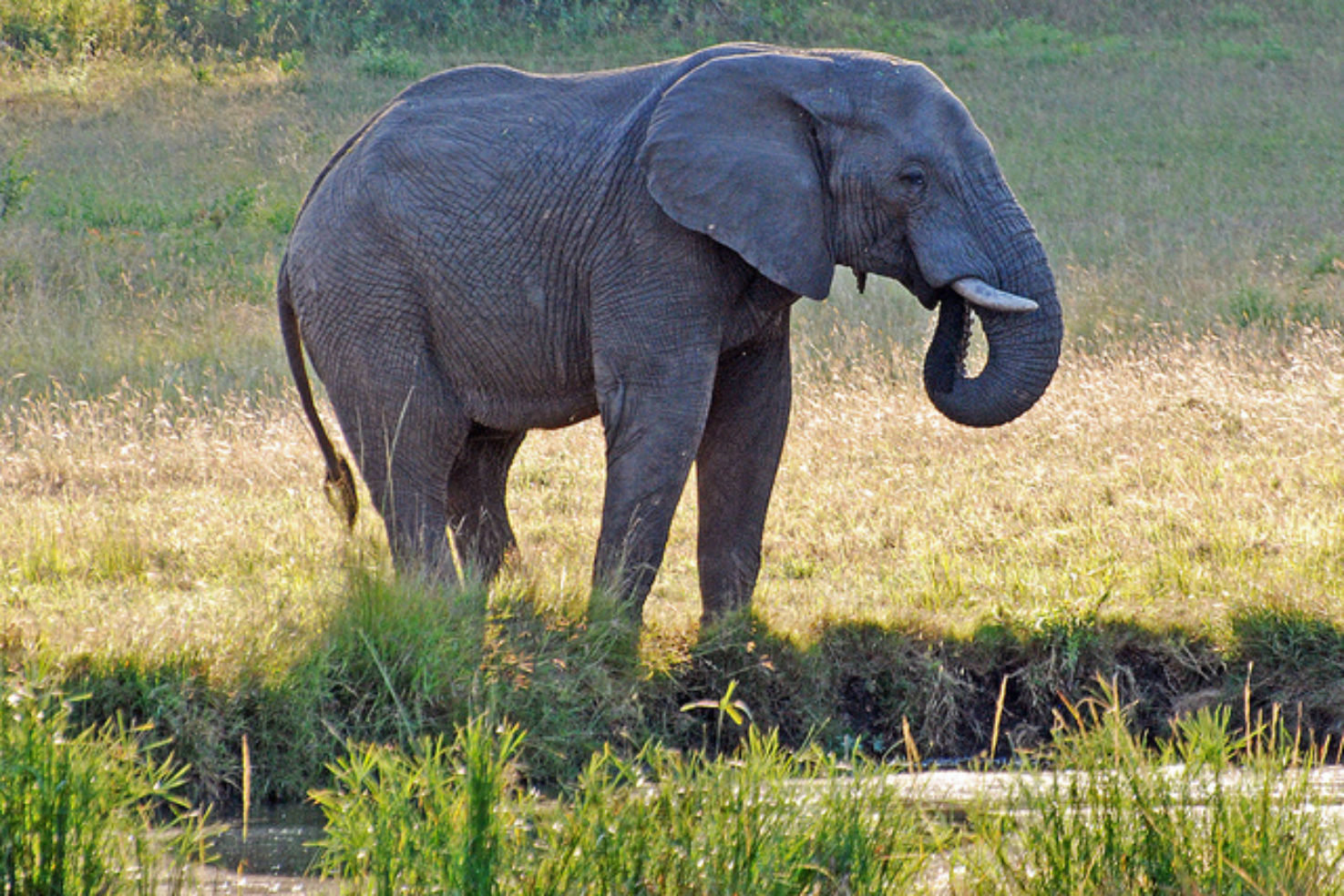 An elephant in the South African bush