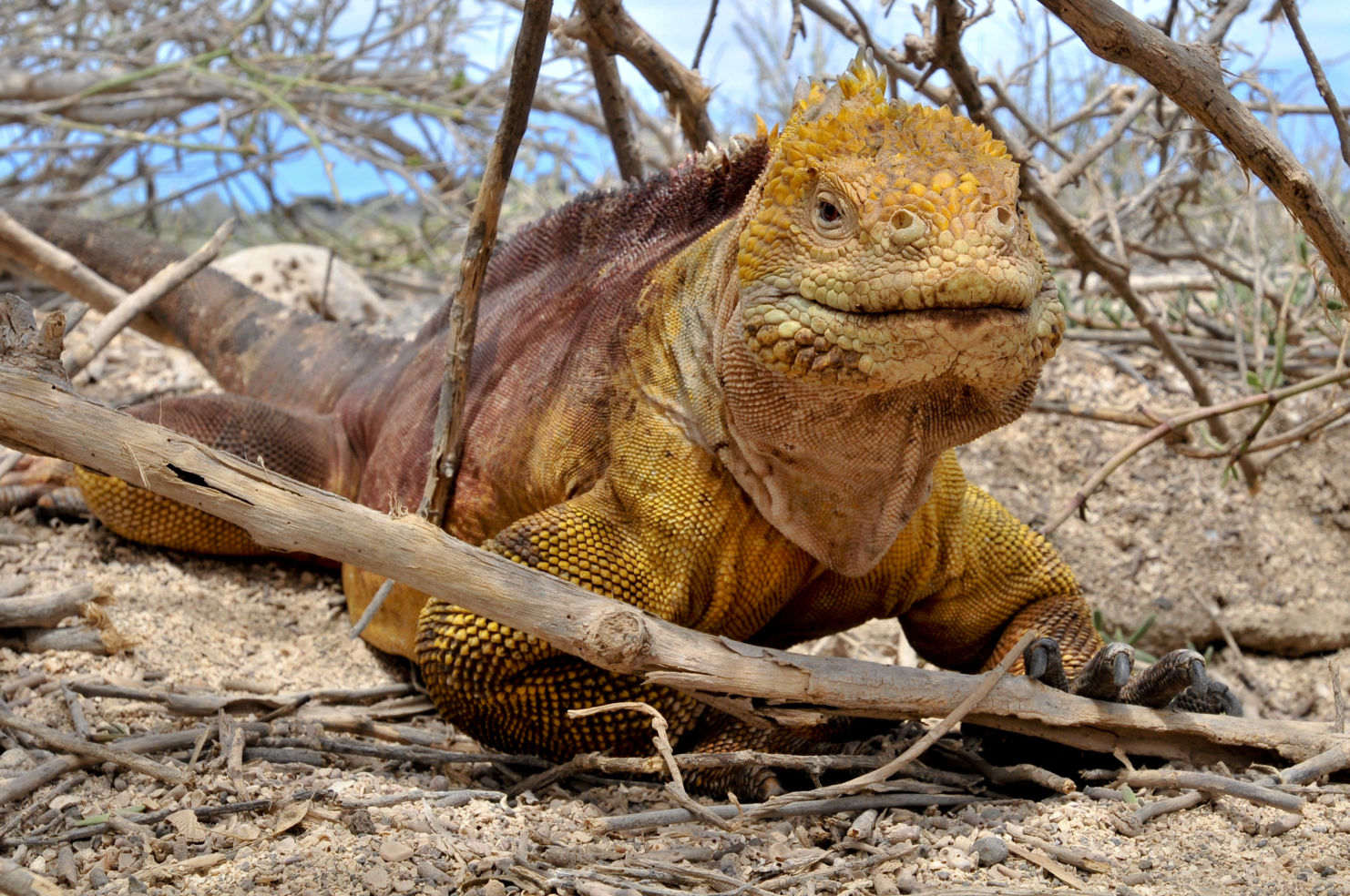 An iguana in the Galápagos Islands