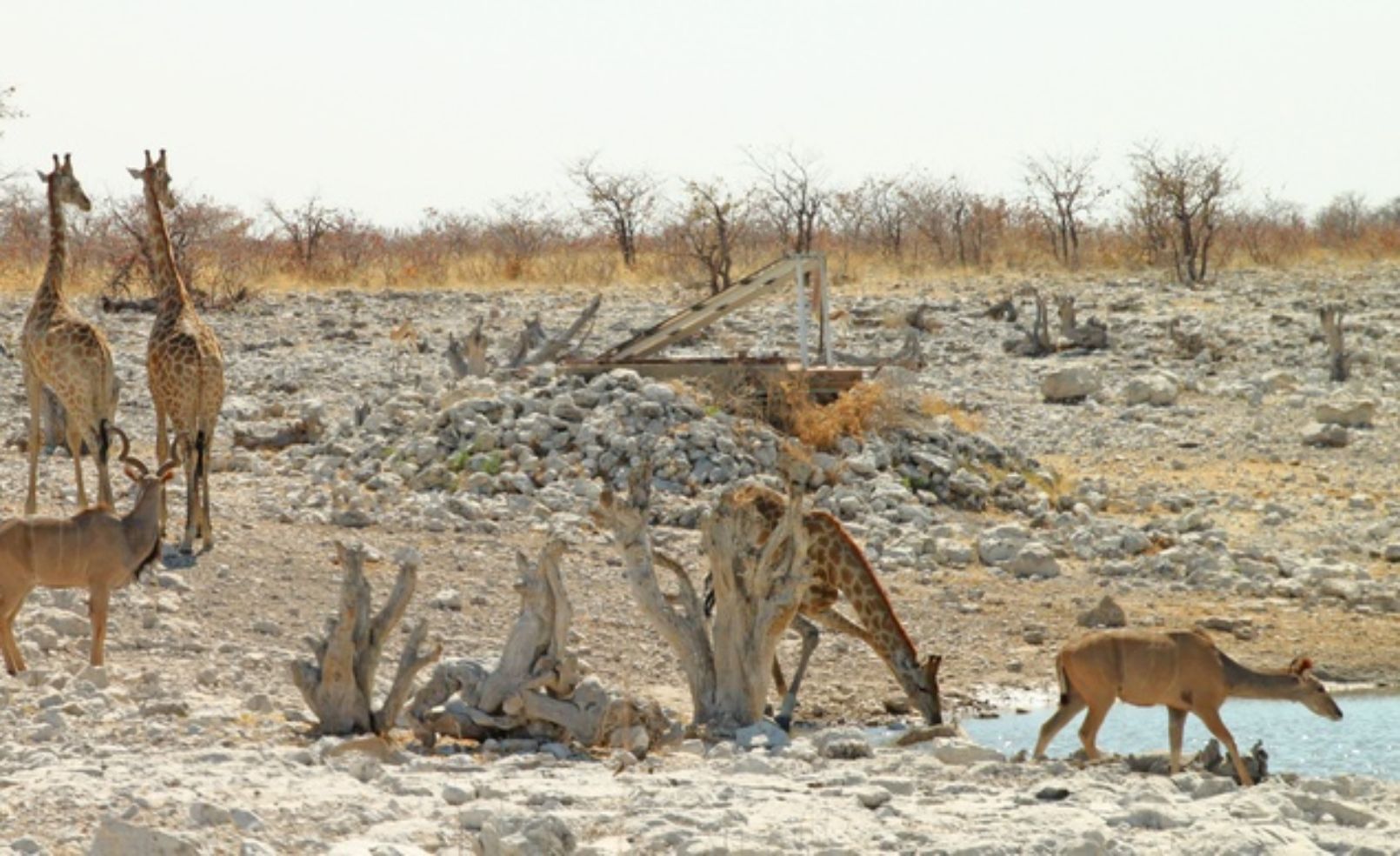 Animals in Namibia's Etosha National Park