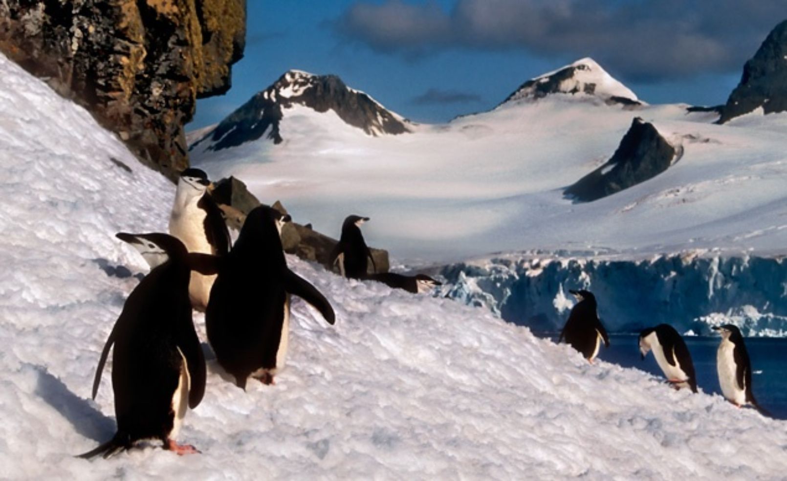chinstrap penguins