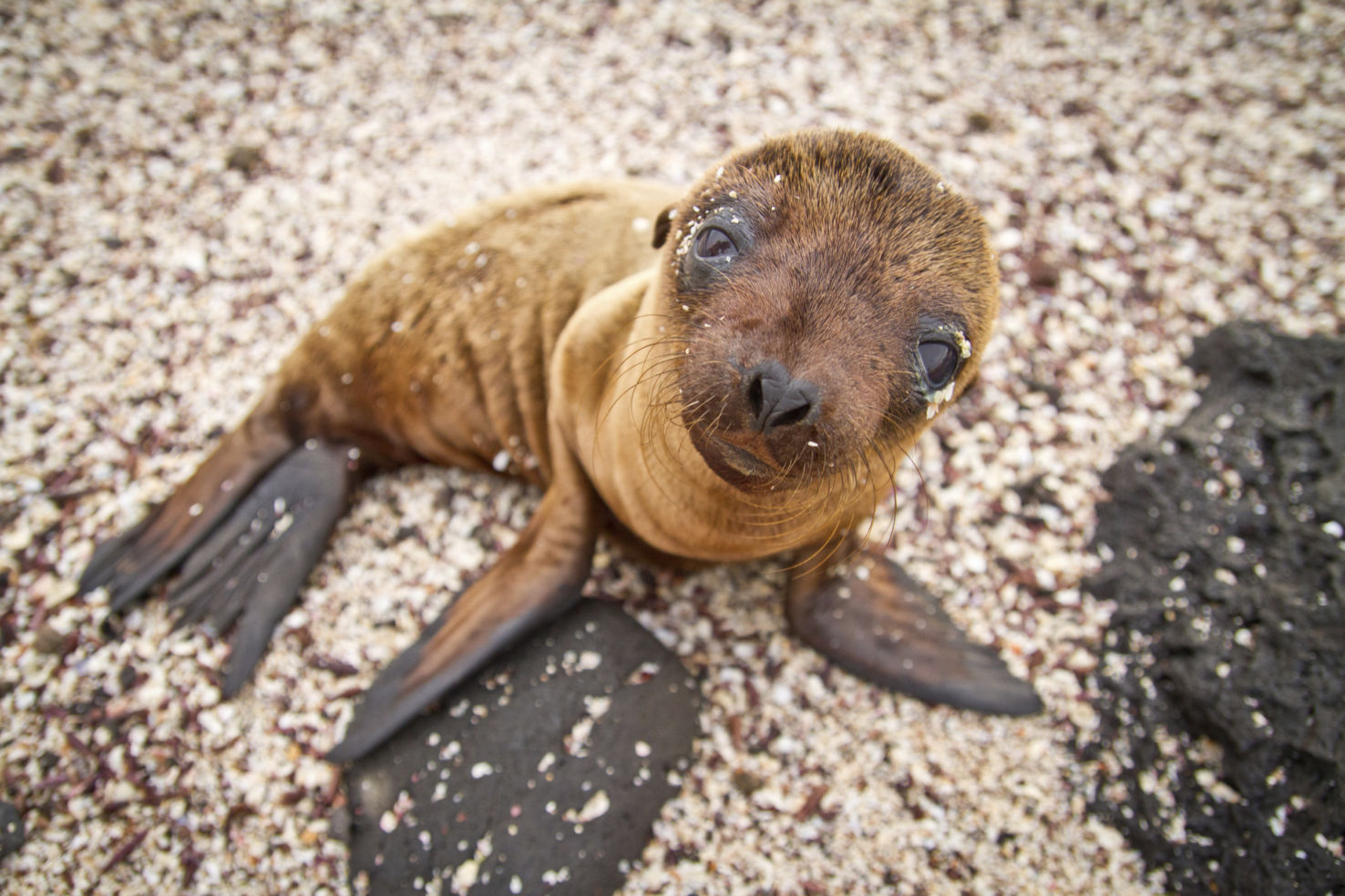 Baby Galapagos Sea Lion