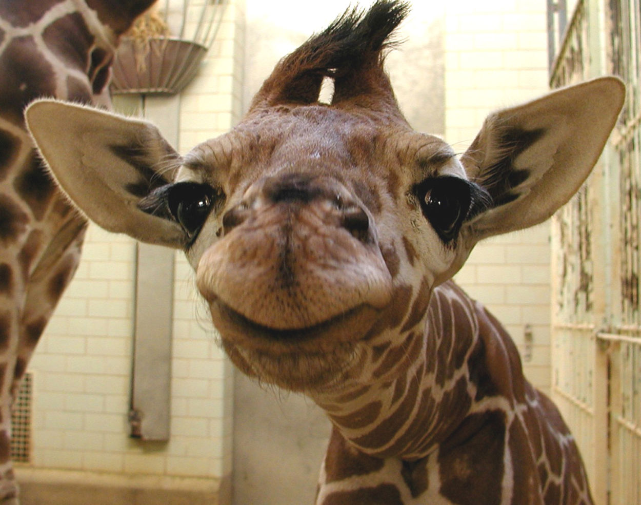 Baby giraffe at Cheyenne Mountain Zoo
