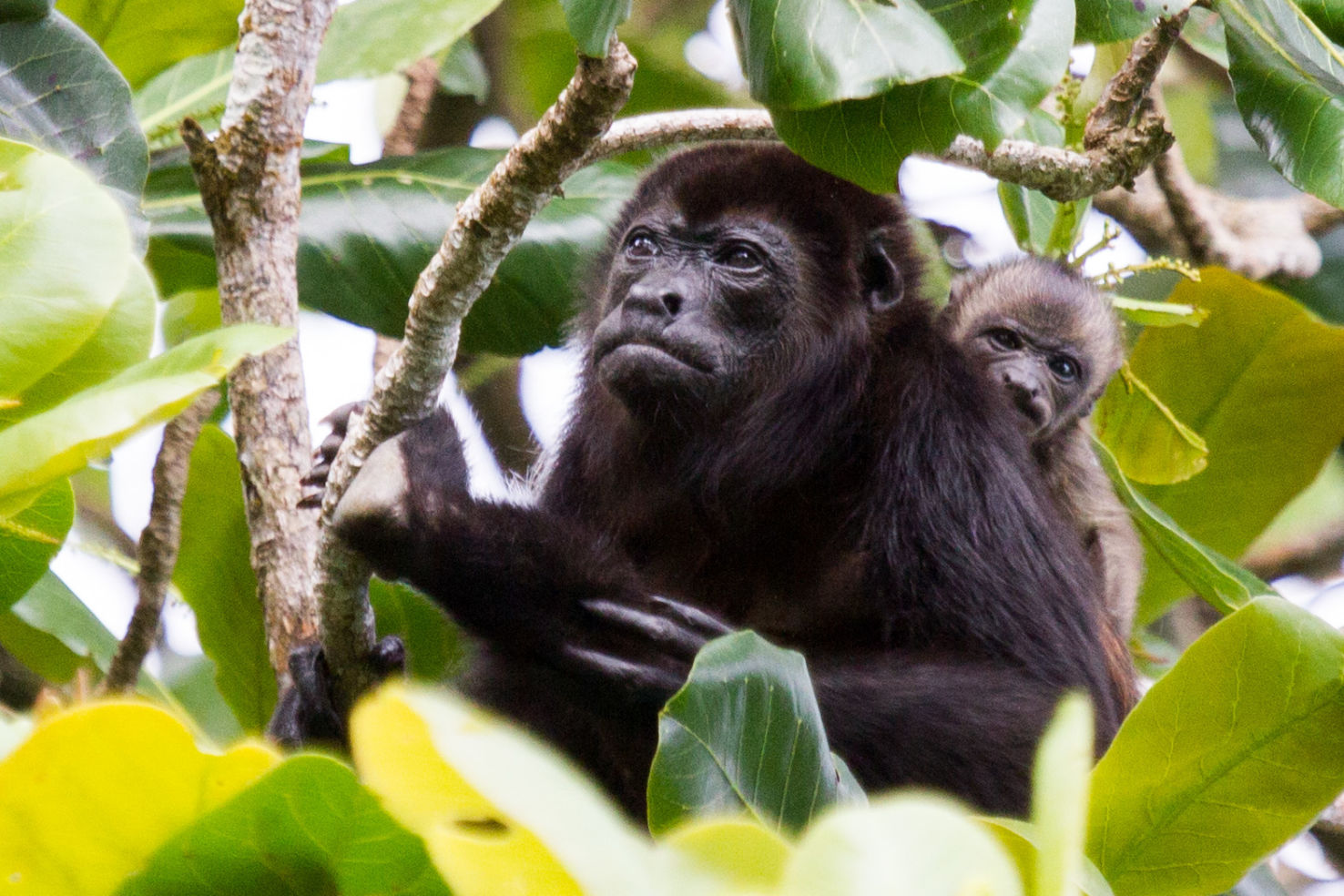 Baby howler monkey and its mother in Costa Rica