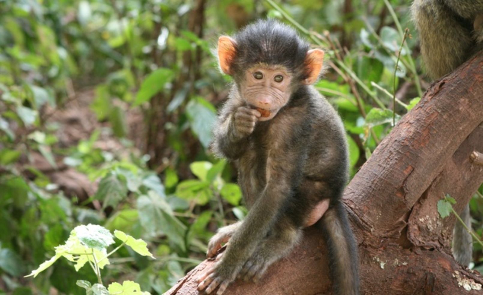 Baby monkey