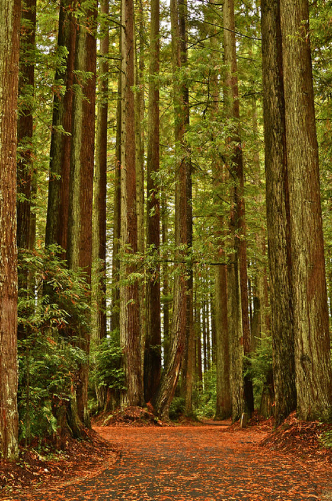 Redwood National Forest in Northern California
