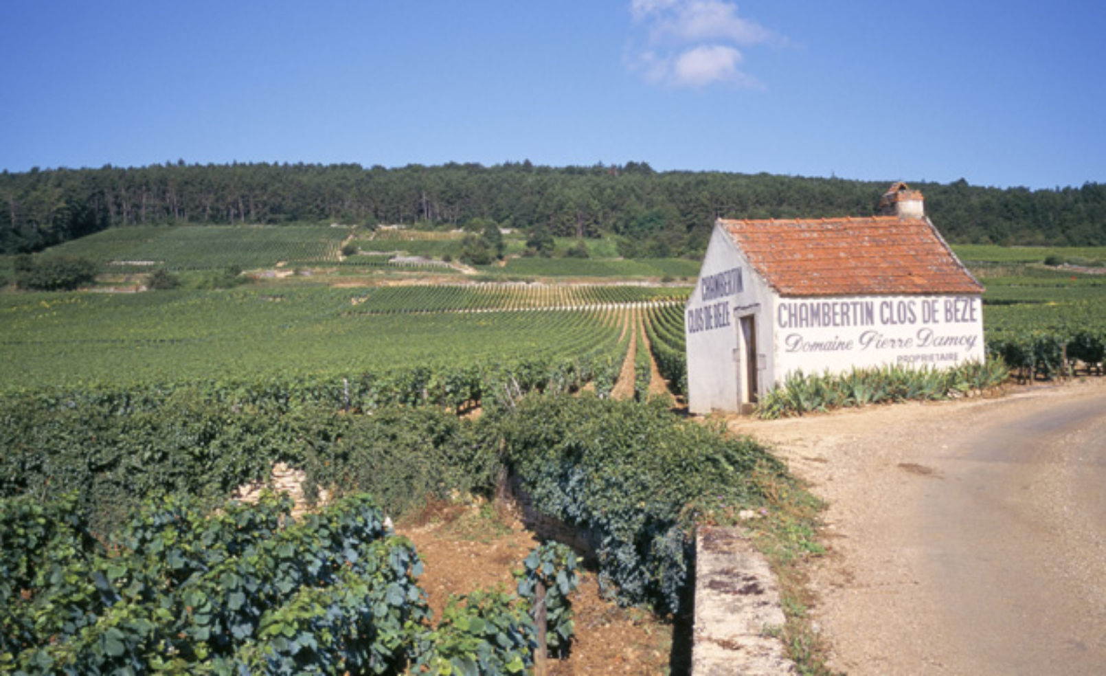 Vineyards on Route des Grands Crus