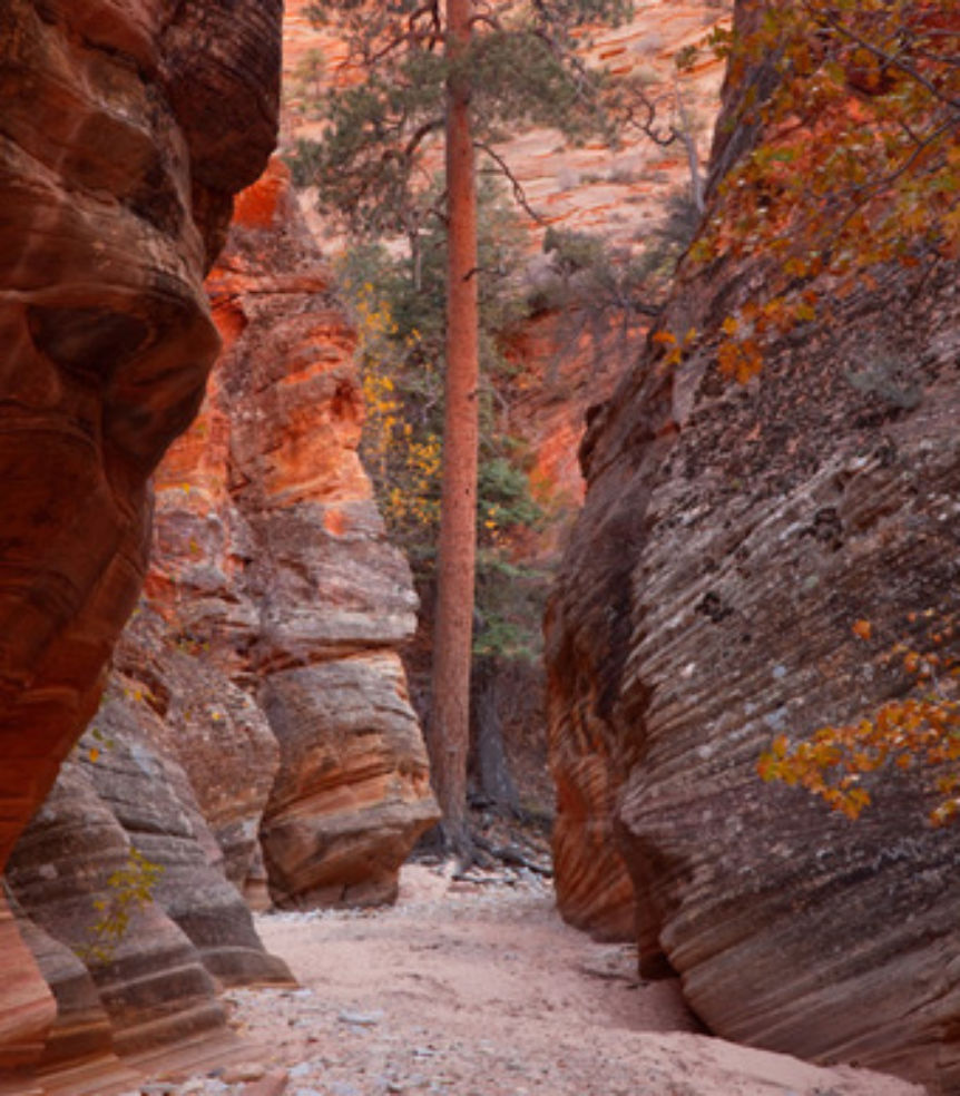 Zion Narrows