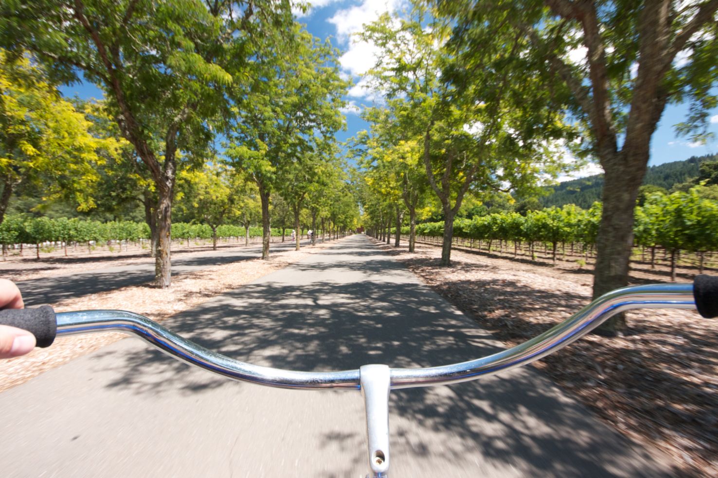 Biking Vineyards Napa Valley.