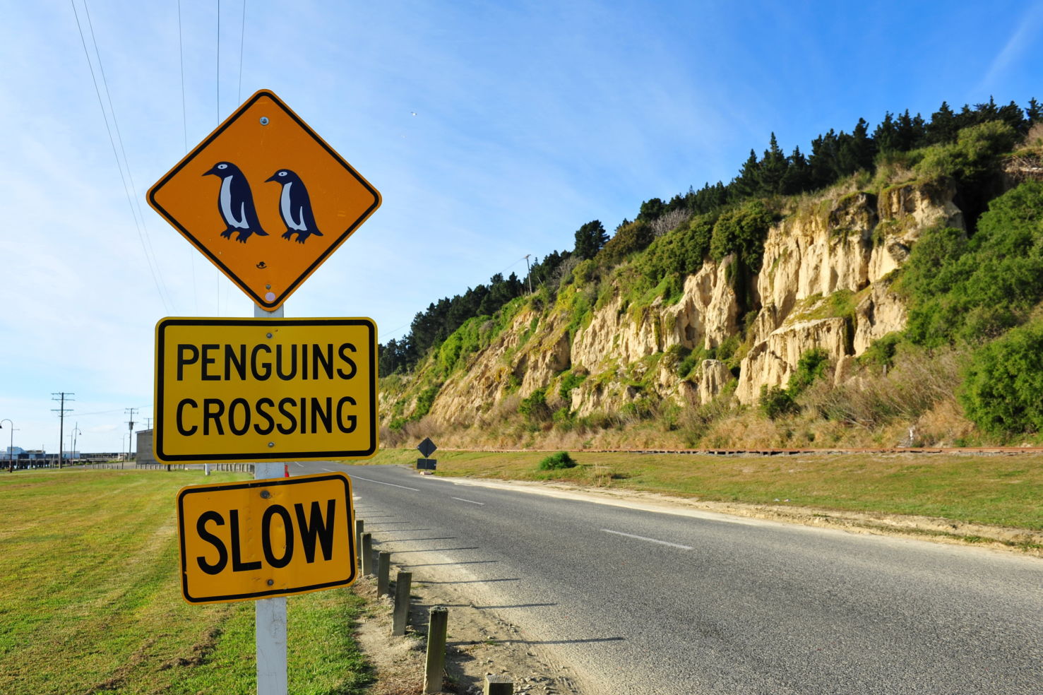 Oamaru New Zealand penguins