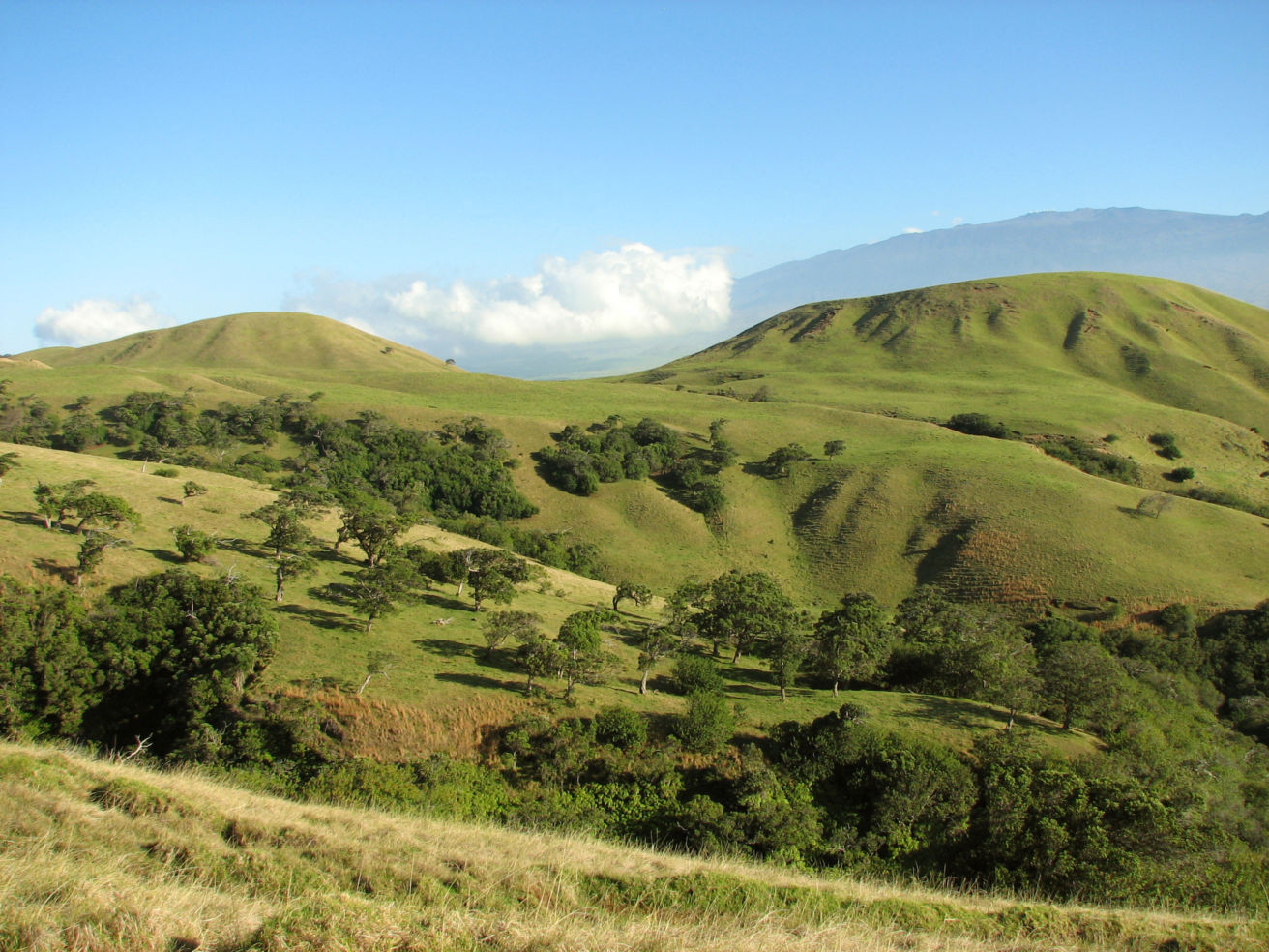 Big-Island_Hawaii_Waimea