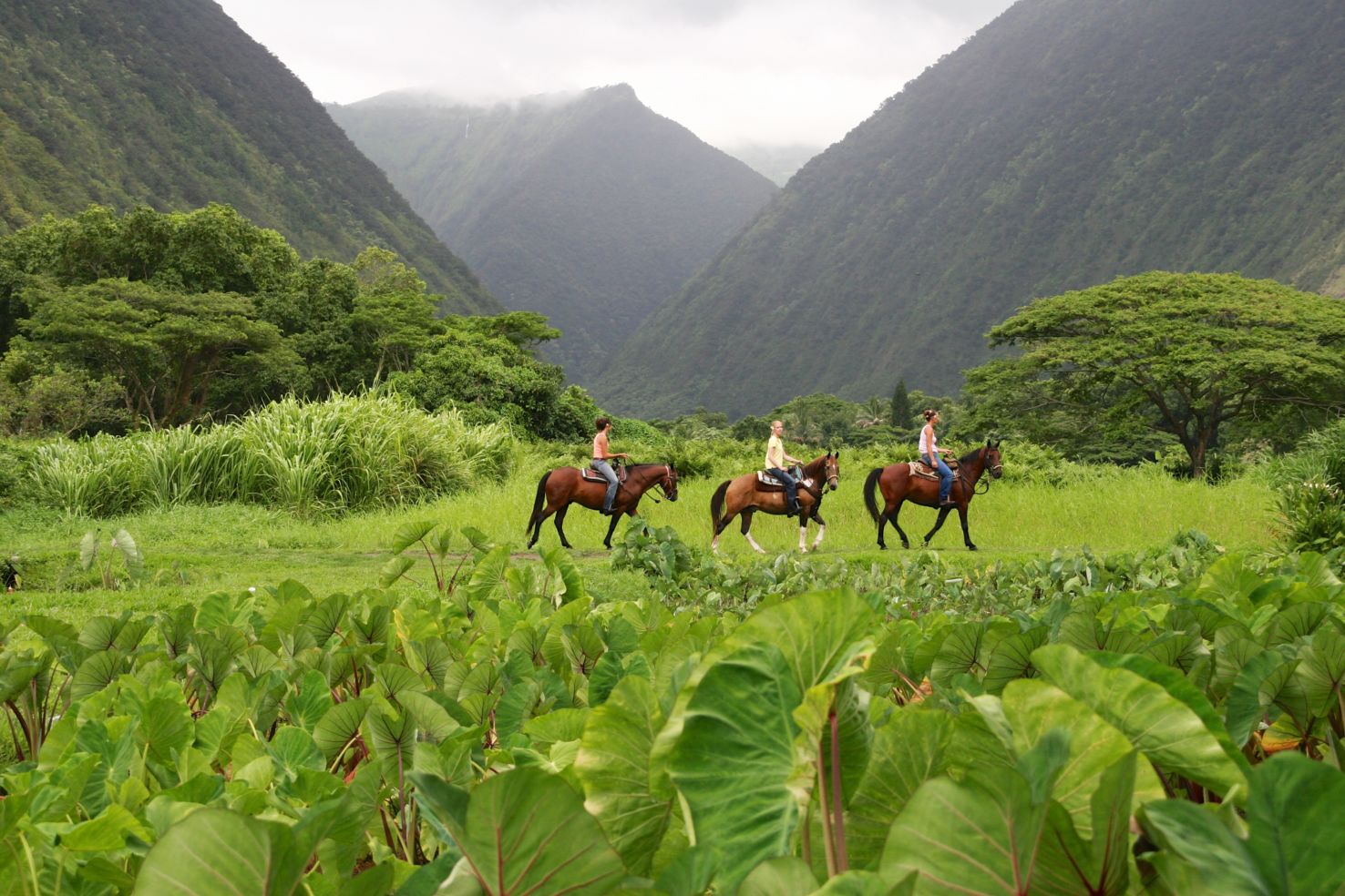 Big-Island_Hawaii_Waipio-Valley
