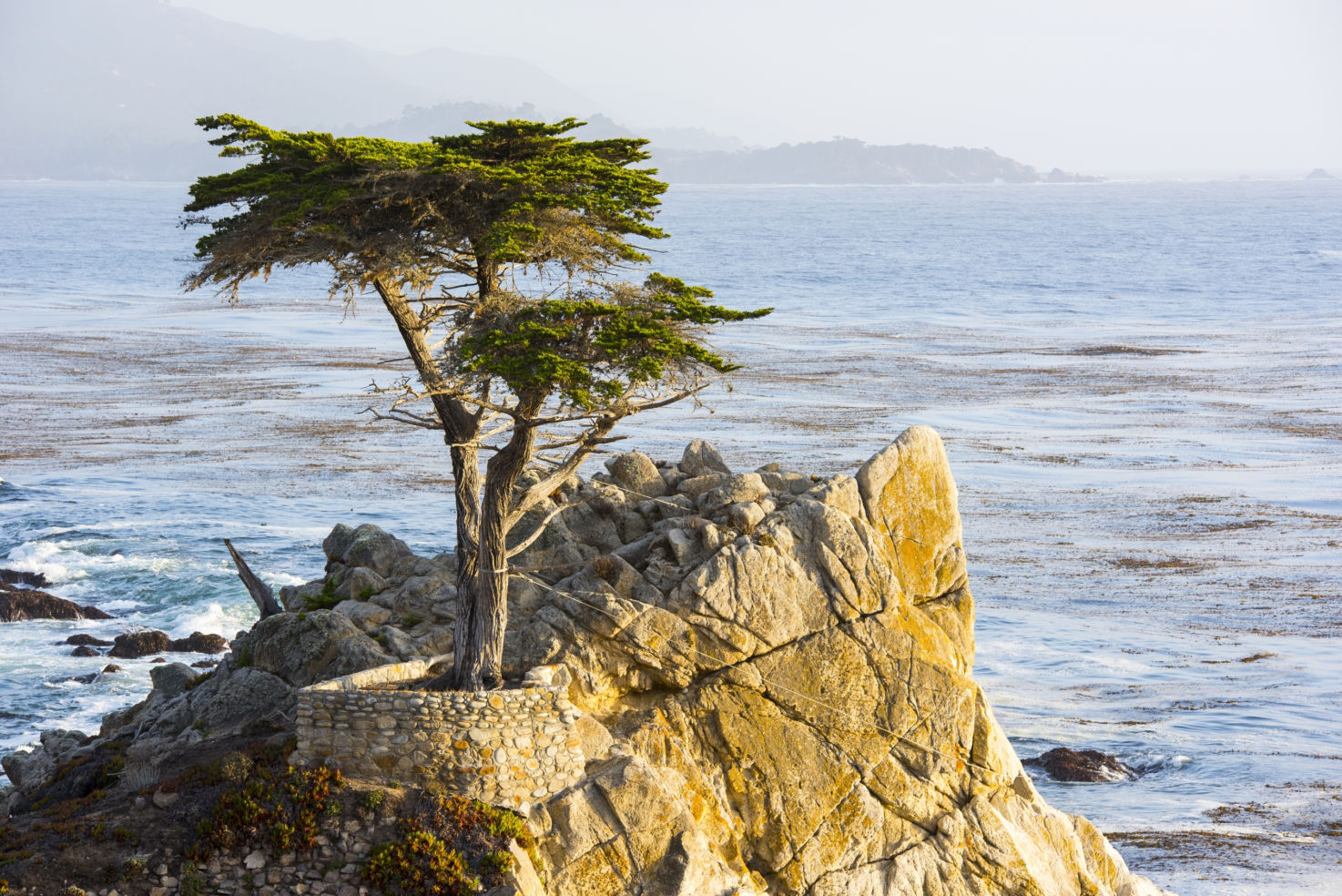 The Lone Cypress Tree on the 17 Mile Drive in California